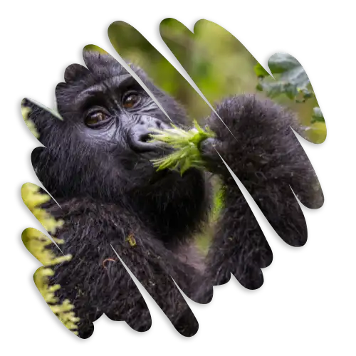 Africa Gorilla