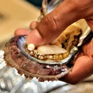 Suwaidi Pearls