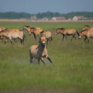 Hortobágy National Park
