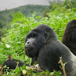Mountain Gorillas, Rwanda