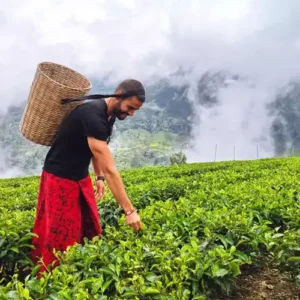 Tea Plantation Nuwara Eliya Cover