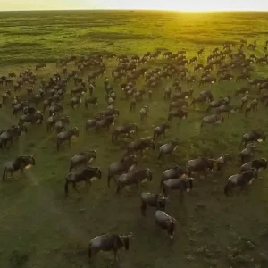 The Great Migration, Tanzania