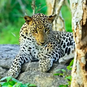 Yala National Park Cover