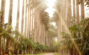 Peradeniya Botanical Garden 1