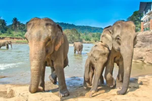 Pinnawala Elephant Orphanage