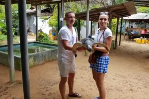 Turtle-Hatchery-Sri-Lanka