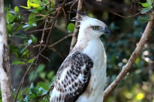 Yala National Park - Hawk