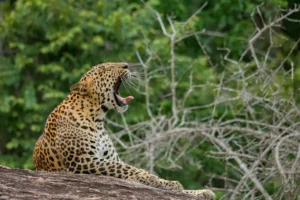 Yala National Park - Leopard