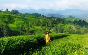 Nuwara Eliya Sri Lanka Tour
